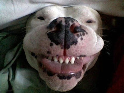 smile dog - smiley is important to said something