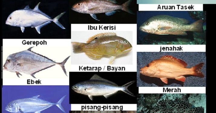 Jenis Jenis Ikan Di Malaysia