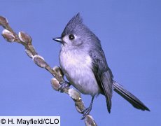 [Titmouse.jpg]