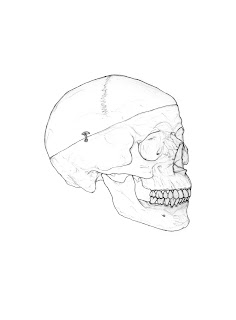 Hamlet Skull Drawing