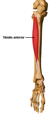Muscles of the Lower Limb ~ Anatomy for MSP