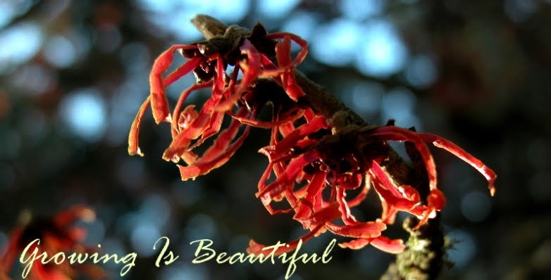 Growing Is Beautiful