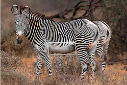Really Cool Zebras