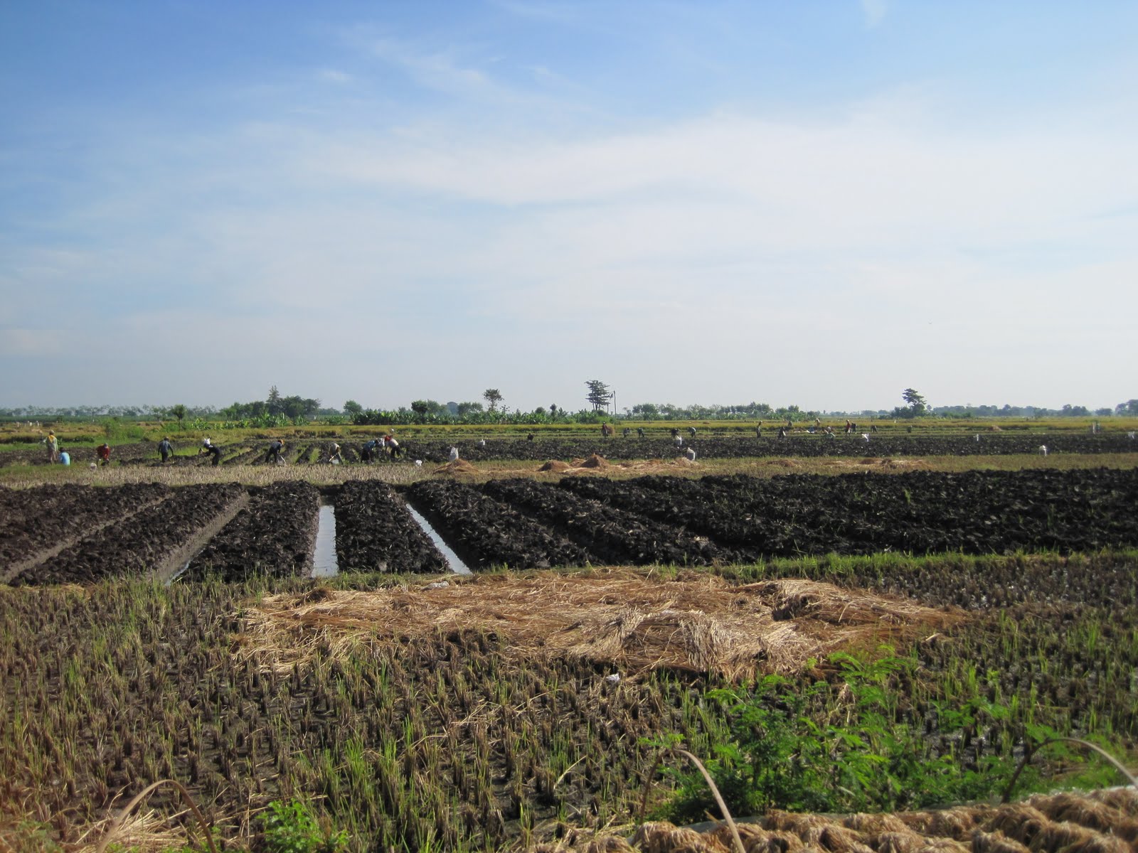 Techniques how to make stay fertile soil and soil preservation tips Daily Of Farmer