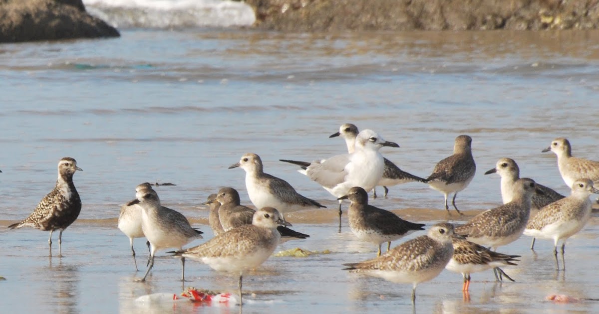 More photos of the Veracruz goldenplover