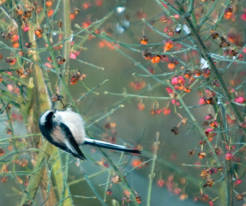 [long-tailed+tit+19122009+1+small.jpg]