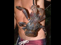 Kepiting+terbesar+di+dunia