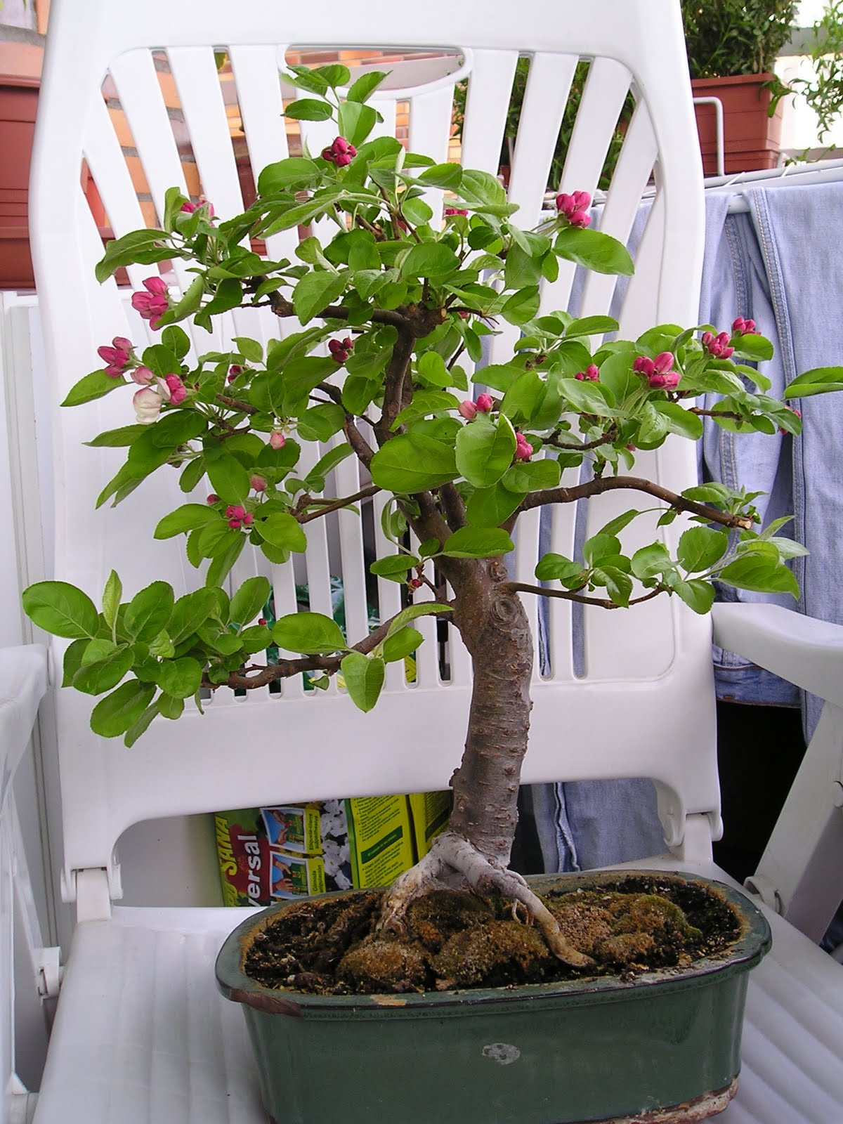 Ayuda para identificar plantón frutal Malus+domestica+Pyrus+bonsai+04