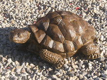 Tortoise