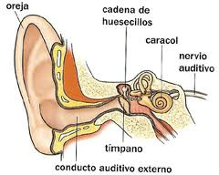 el oido y sus partes