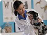 miscarriage - Serious Safety Issues for Female Veterinarians