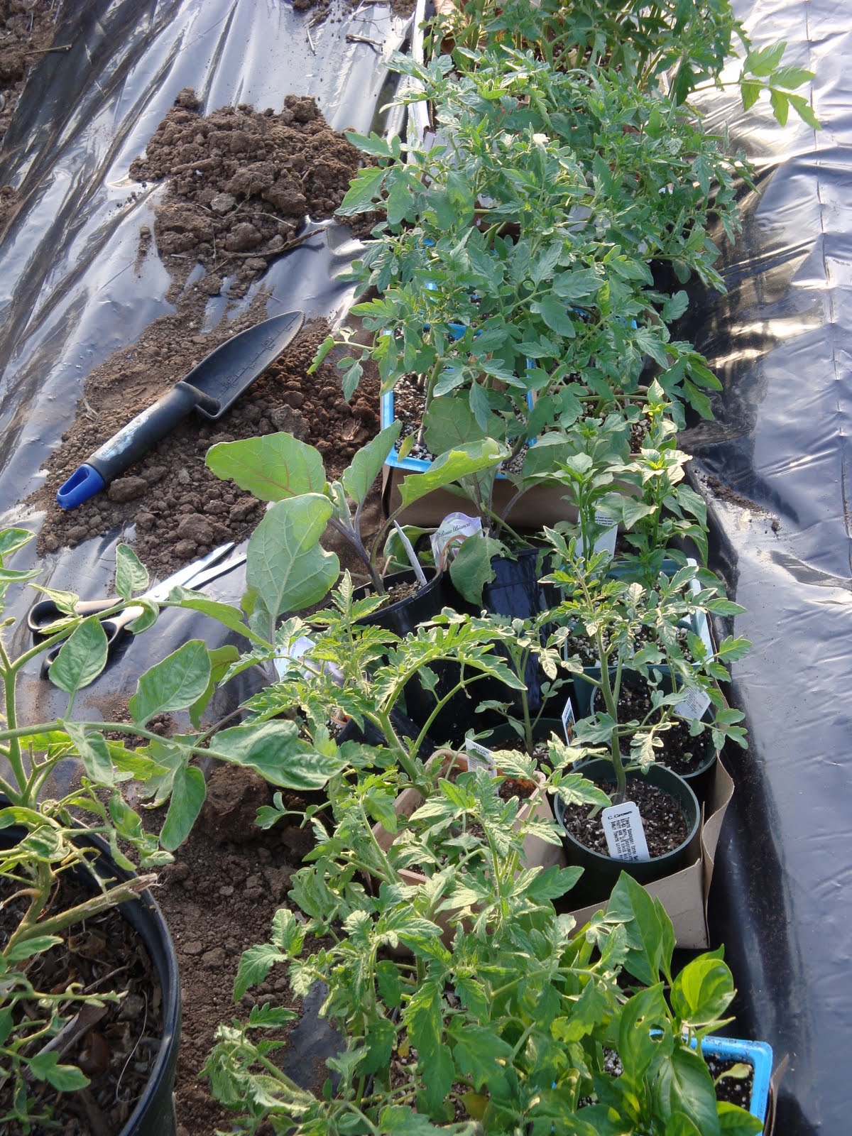 Entertaining From an Ethnic Indian Kitchen: Kitchen garden