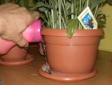 Udarea indirecta a solului fin ghiveci prn absortia apei din farfurie.