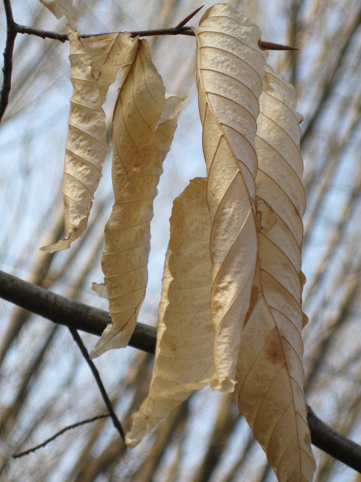 [IMG_0471.JPG]
