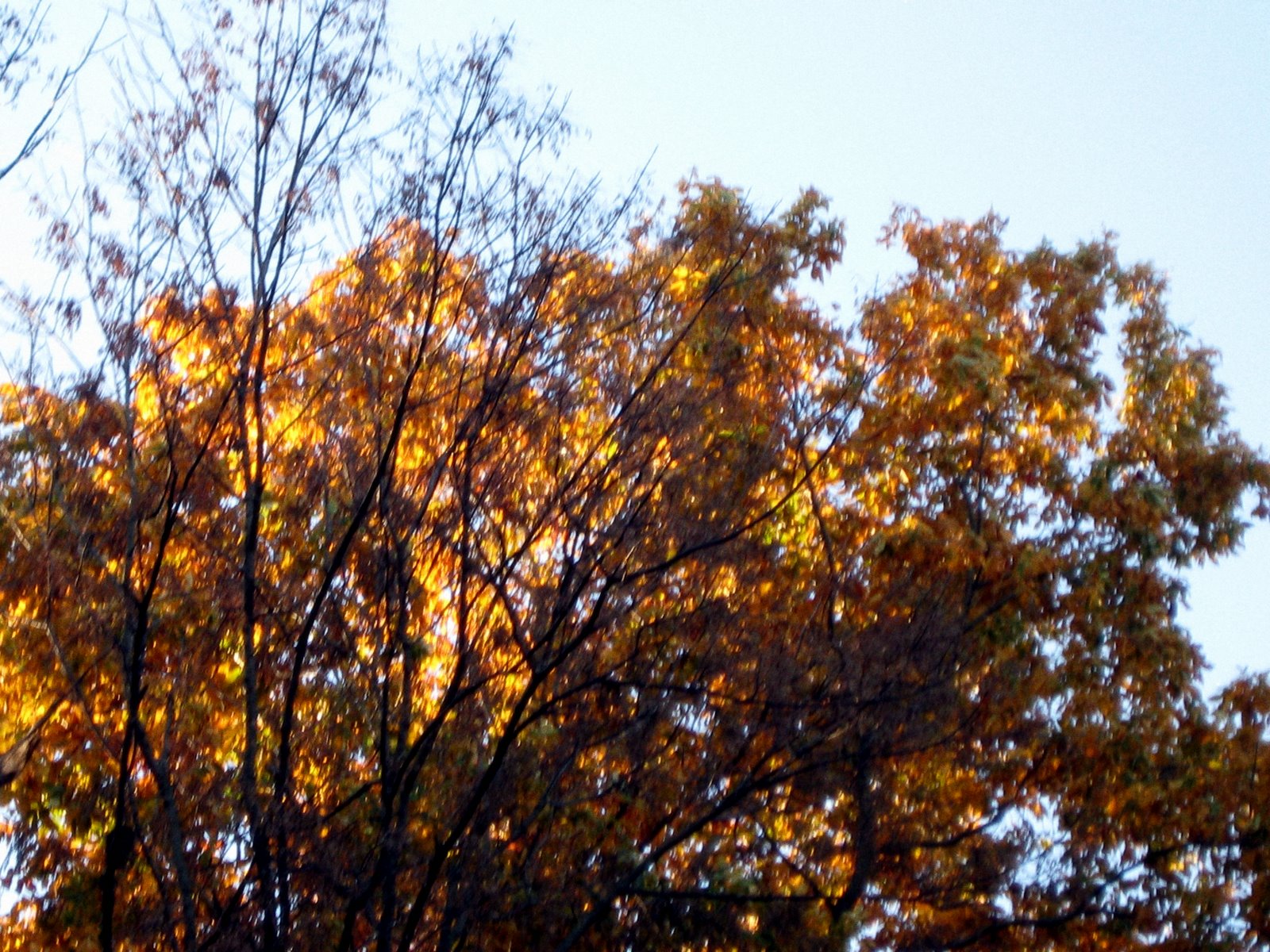 [IMG_8178.JPG]