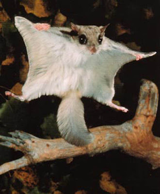 flying squirrel