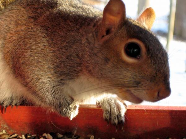 [squirrel-2.jpg]