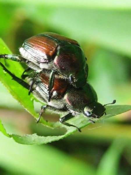[bug+love.jpg]