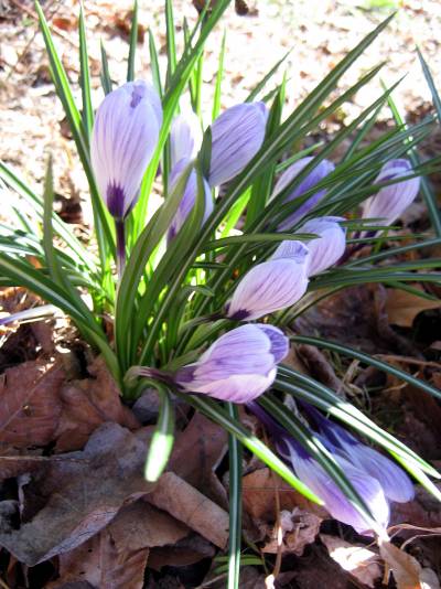 [crocus.jpg]