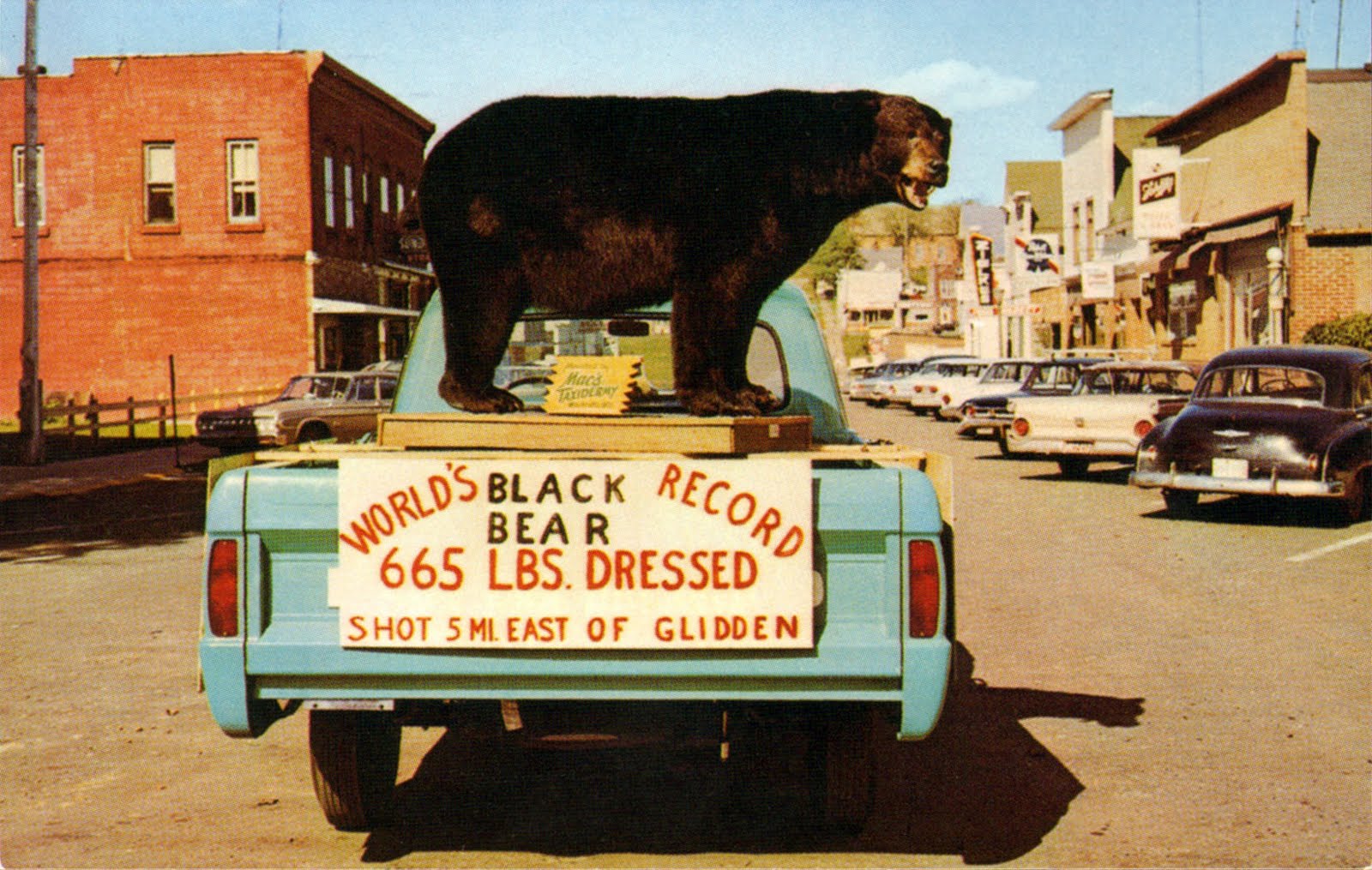Vintage Chrome Postcards World's Record Black Bear