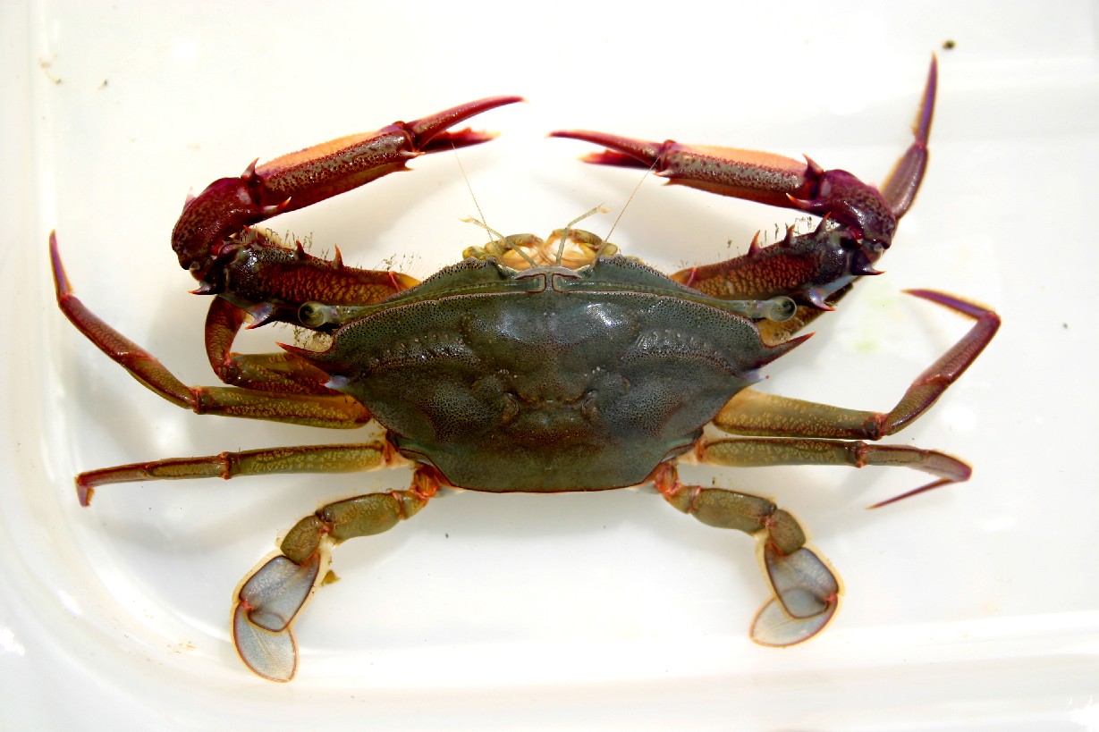 The Lazy Lizard's Tales Raffles Museum Treasures Longeyed swimming crab