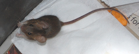 [Mouse2.JPG]