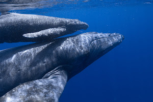 Ballena Gris