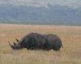 A black rhino in the Crater