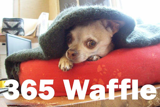 365 waffle