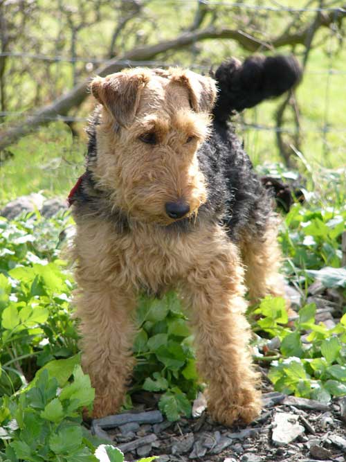 Welsh Terrier Cross