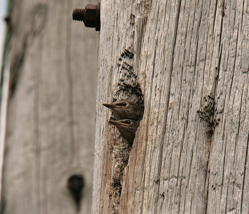 [Starling+chicks.jpg]