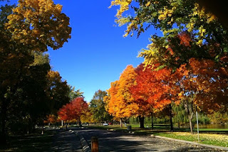 Boise fall foliage is a riot of orange, red and gold.