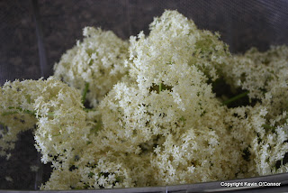 Some experts advise not to wash the flowers before making elderflower fritters, so you don't wash off all the taste.