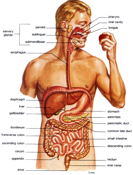 [DigestiveSystem2.gif]