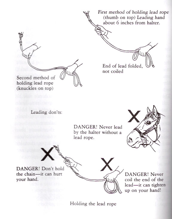 Swift Horse Hand Holding