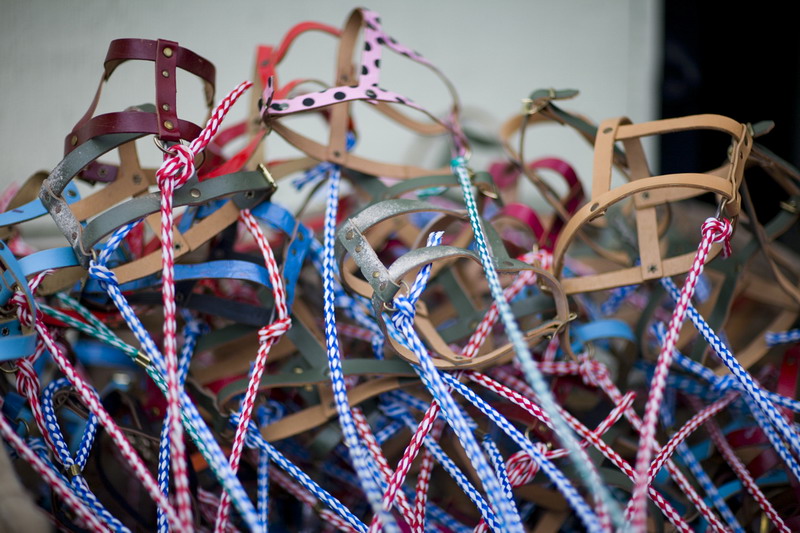 [Invisible_Dogs__14.jpg]