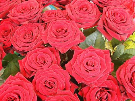 morocco sea of roses morocco sea of roses
