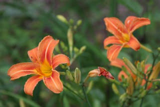 Tiger lilies