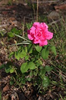 pink rose