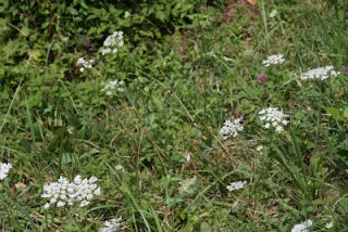 Queen Annes Lace