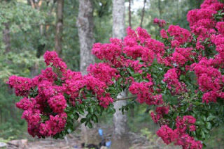 Flame red crepe myrtle branch
