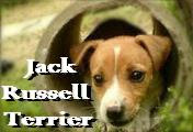 Blog Jack Russell Terrier UY