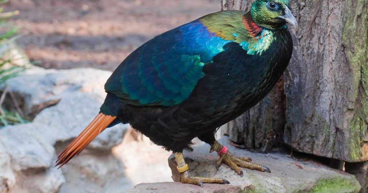 real life zazu bird real life zazu bird
