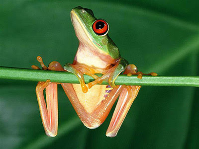 Green Frog