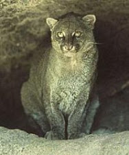 Puma yaguarondi