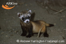 Mustela nigripes