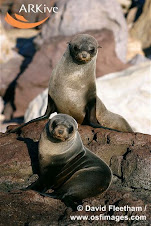 Arctocephalos townsendii