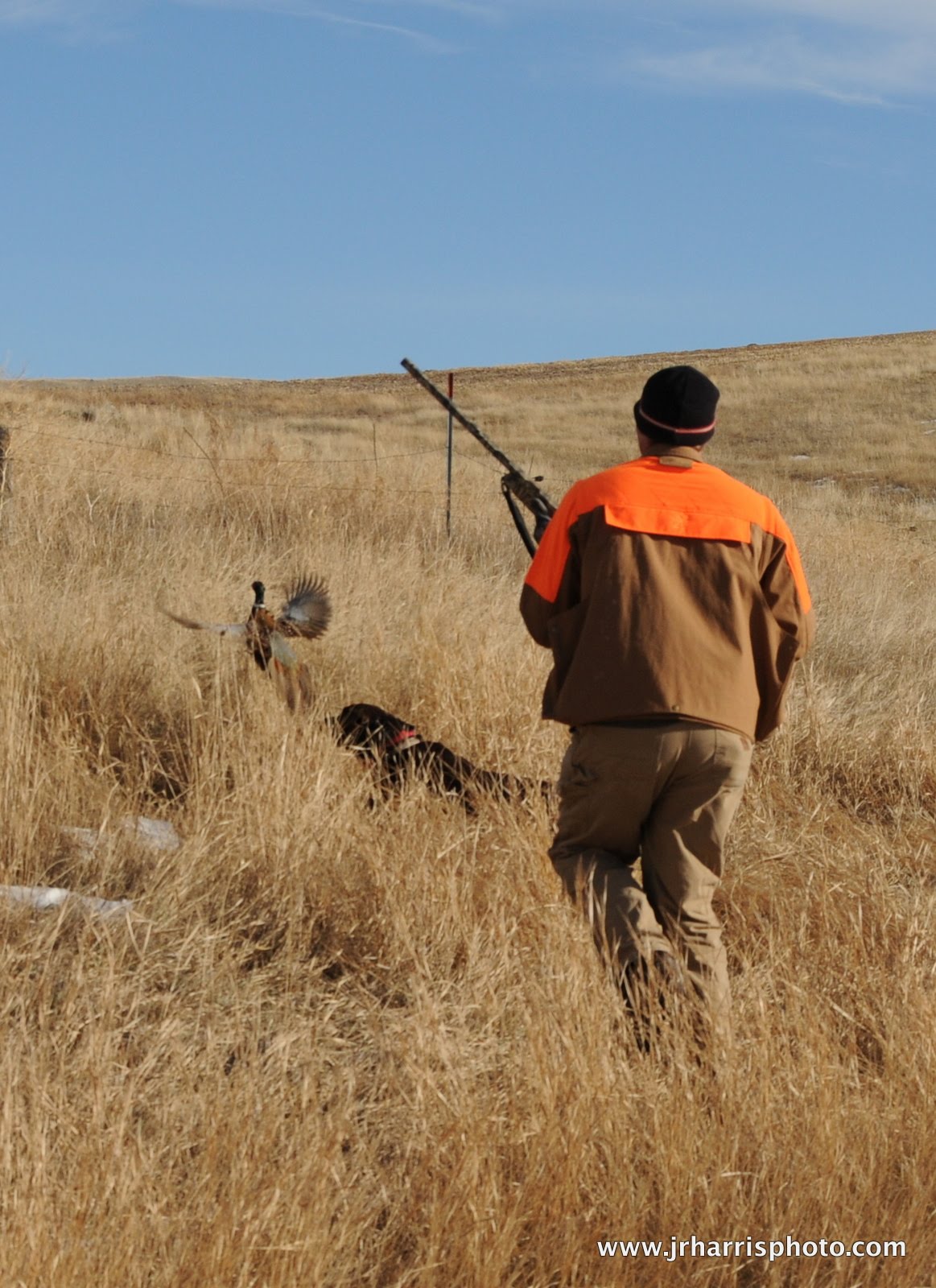 Jim R Harris Photography Pheasant Hunting in Montana