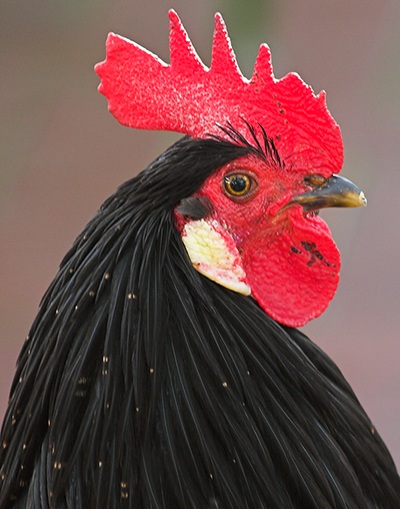 [rooster2.jpg]