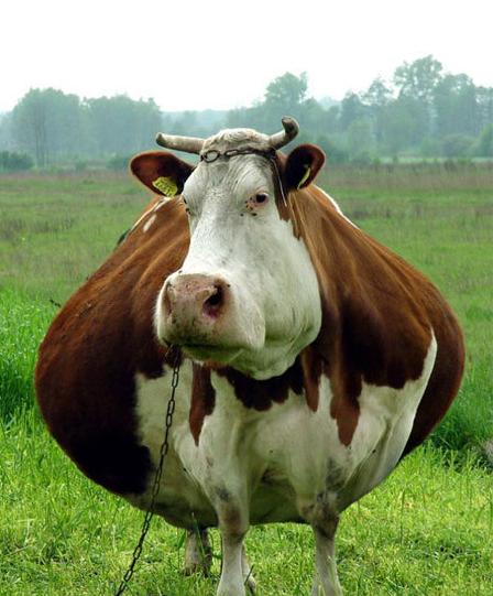 [fat_cow.jpg]
